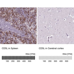 CD5L Antibody, Novus Biologicals:Antibodies:Primary Antibodies